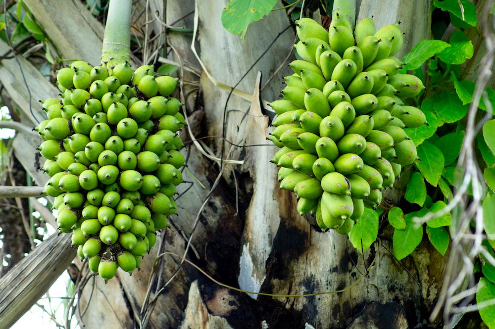 Macauba tree fruit