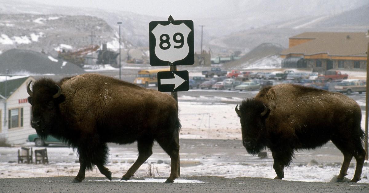 Buffalo walk through the snow near Yellowstone National Park after winter weather forces them out of their homes