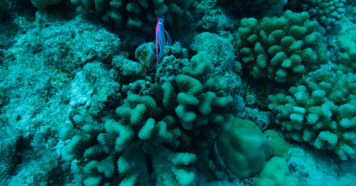 What Is Coral Bleaching? This Marine Event Spells Disaster