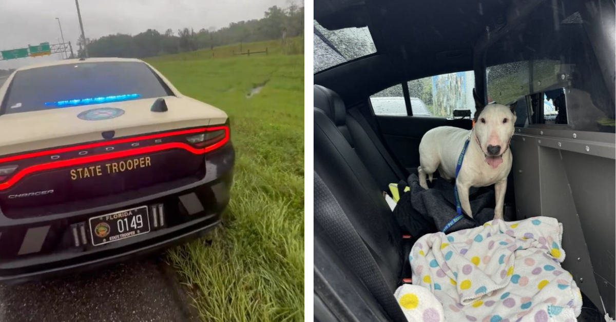 Abandoned Florida Canine Tied to Fence Ahead of Hurricane Milton’s Arrival