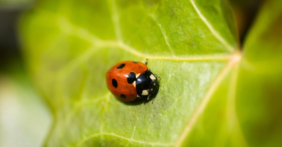 Proper right here Are the Spiritual Meanings of Ladybugs