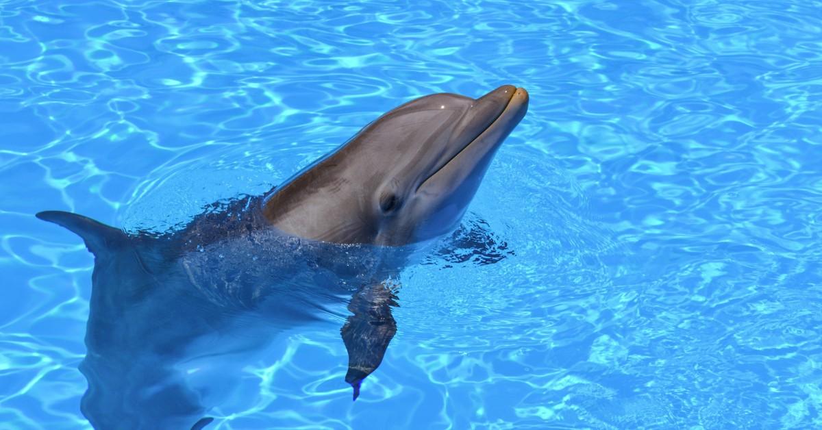 Microplastics Have been Current in Dolphins — Particulars Proper right here