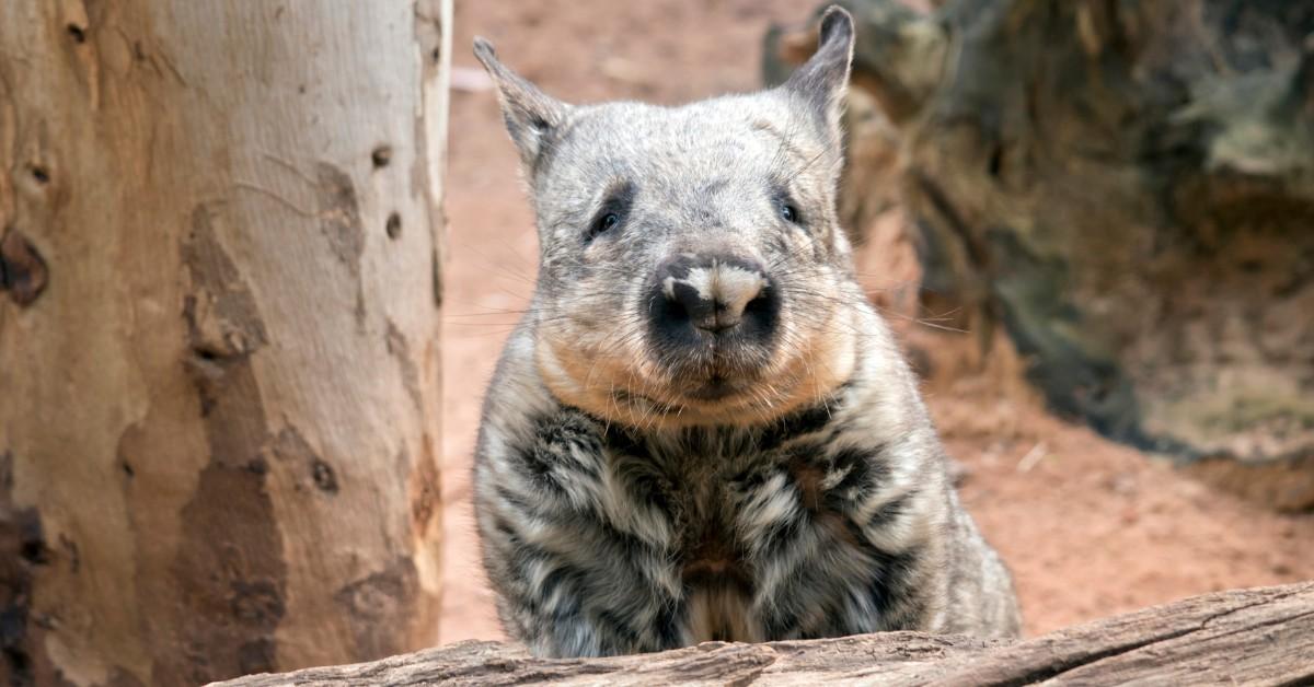 Unusual Northern Bushy-Nosed Wombat Is a Sight to Behold When You Spot One