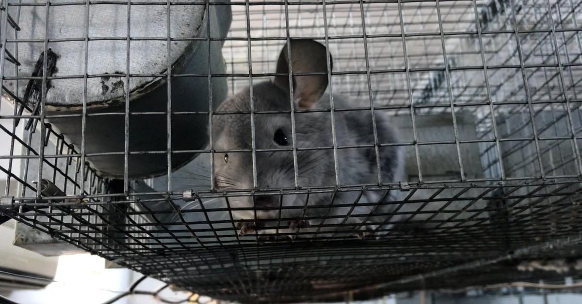 Romania Bans Fur Farming — Particulars Proper right here